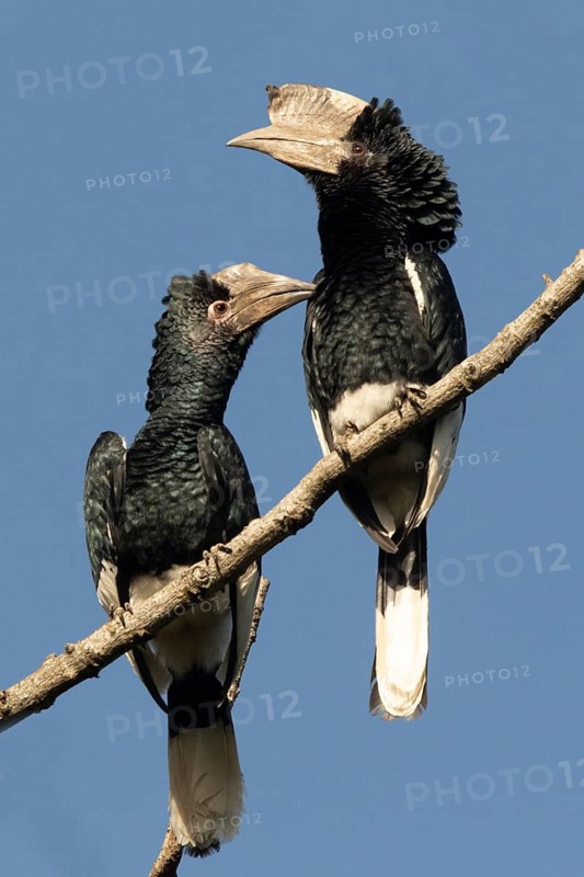 Black-and-white-casqued Hornbill (Bycanistes subcylindricus) pair perched on a branch, Kakamega Forest, Kenya