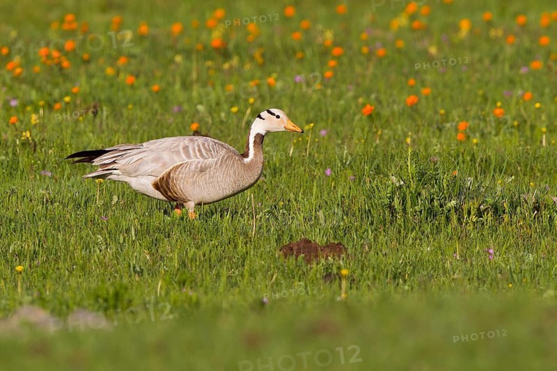 Bar-headed Goose (Anser indicus) foraging on flowering grass steppe, Lake Hovsgol, Mongolia