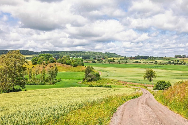 Winding dirt road leading through gently rolling fields of green and crops on the farmland. Scattered trees and bushes line the landscape a sunny summer day in the countryside, Sweden