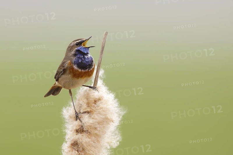 Bluethroat (Luscinia svecica cyanecula) male singing, Utrecht, Netherlands