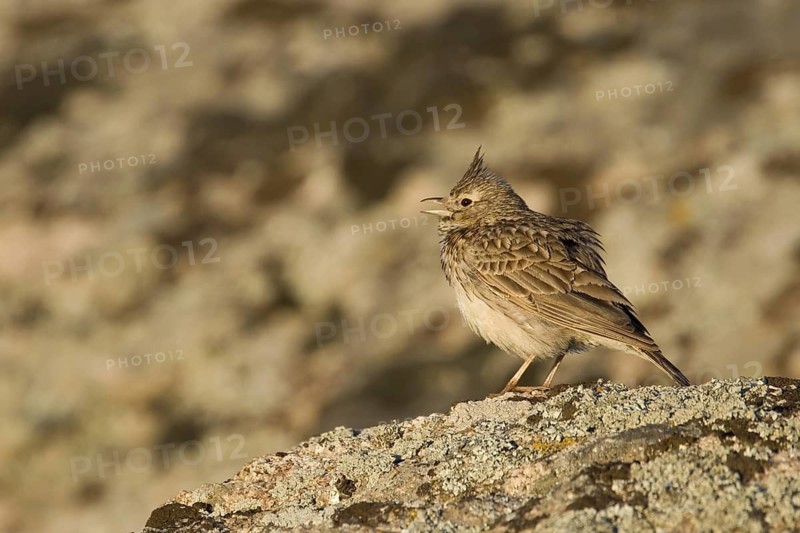 Crested Lark (Galerida cristata), Castile-La Mancha, Spain