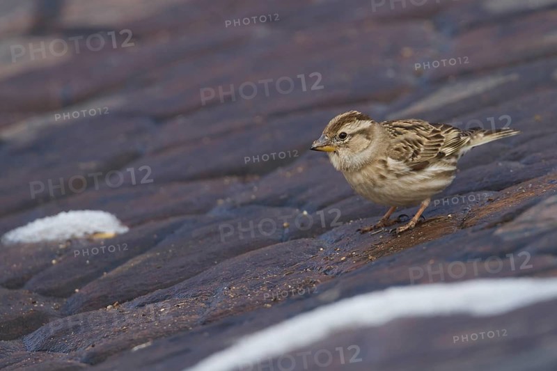 Rock Sparrow - Steinsperling - Petronia petronia ssp. barbara, adult, Morocco