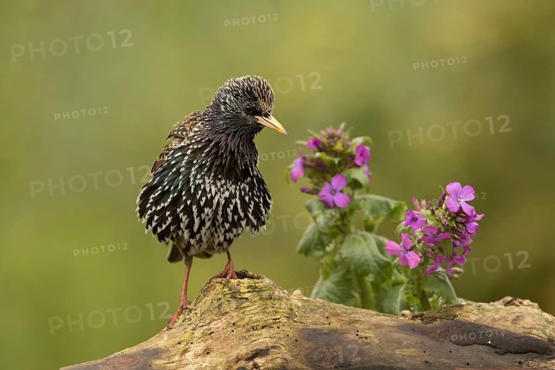 Common Starling (Sturnus vulgaris) female, Bavaria, Germany
