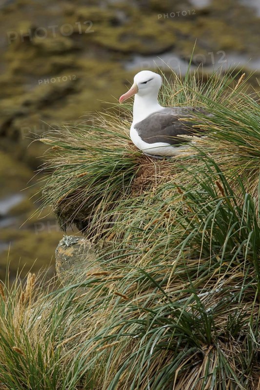 Black-browed Albatross (Thalassarche melanophris) at a nesting colony in the Falkland Islands