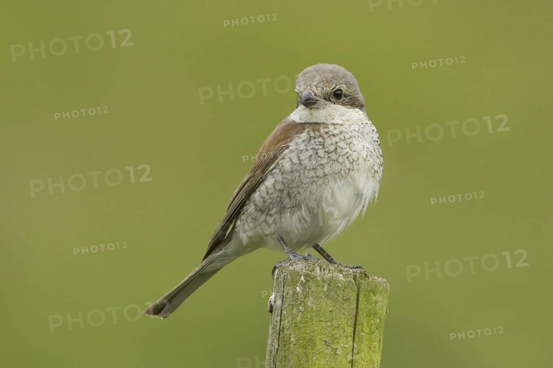 Red-backed Shrike (Lanius collurio) juvenile, Rhineland-Palatinate, Germany
