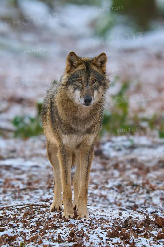 A wolf stands in the snow and looks directly into the camera, Winter, Wolf (Canis lupus), Germany