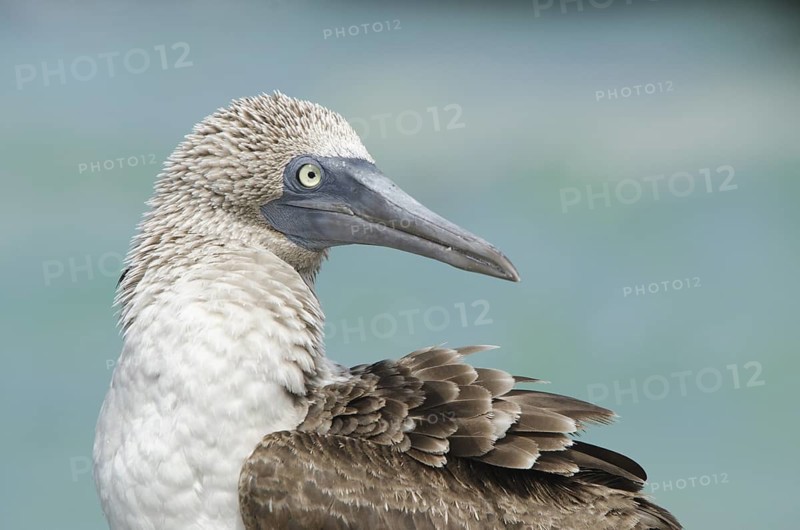 A Blue-footed Booby preening on Bachas Beach, Santa Cruz Island