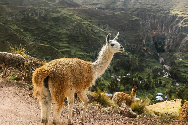 A llama overlooks a stunning green valley in the Peruvian Andes, exemplifying the serene beauty and rugged terrain of the region