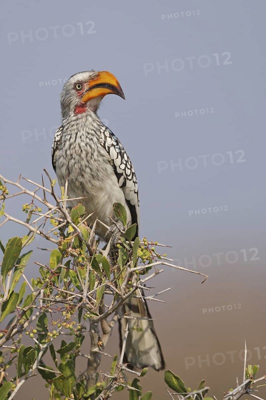 Southern Yellow-billed Hornbill (Tockus leucomelas), Oshikoto, Namibia