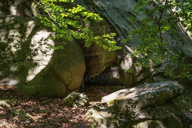 Shadows cast by green beech branches on rocks, Ore Mountains, Czech Republic, May 2024