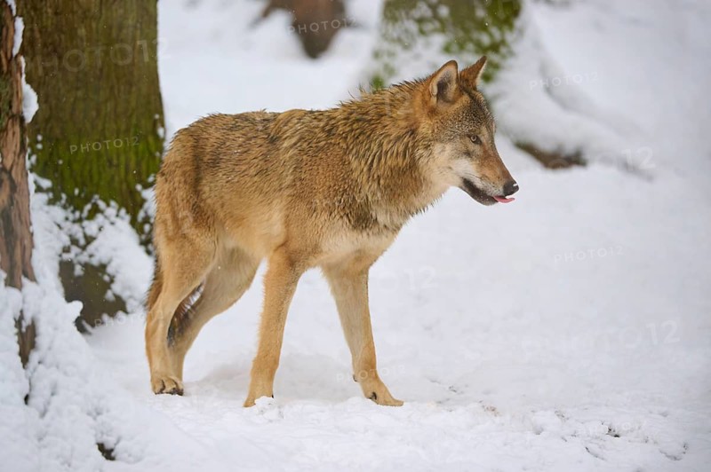 A wolf standing by a tree in a snowy forest, winter, wolf (Canis lupus), Germany