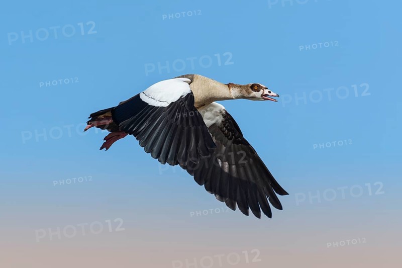 Egyptian Goose (Alopochen aegyptiaca) flying, Eilat, Israel