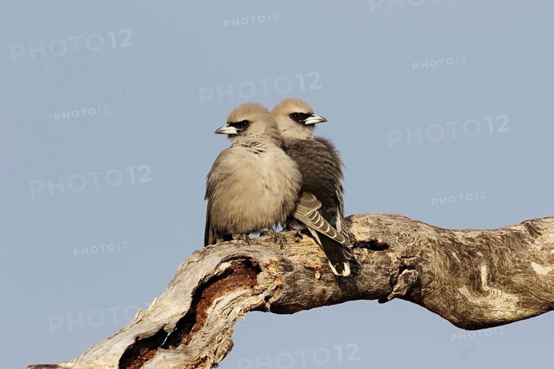 Black-faced Woodswallow (Artamus cinereus) pair perched on a dried branch, Queensland, Australia