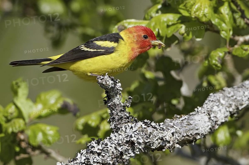 Western Tanager (Piranga ludoviciana) male, British Columbia, Canada
