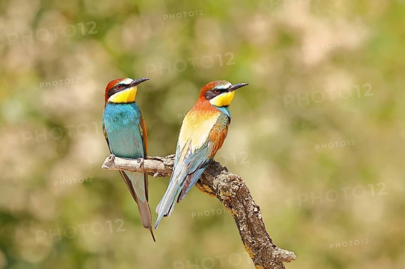 European bee-eater (Merops apiaster) two animals sitting on a branch, pair of animals, Lake Neusiedl, Burgenland, Austria