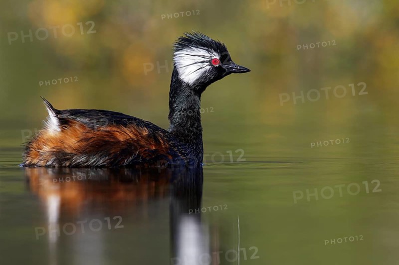 White-tufted Grebe (Rollandia rolland) swimming in a small lake in Chile