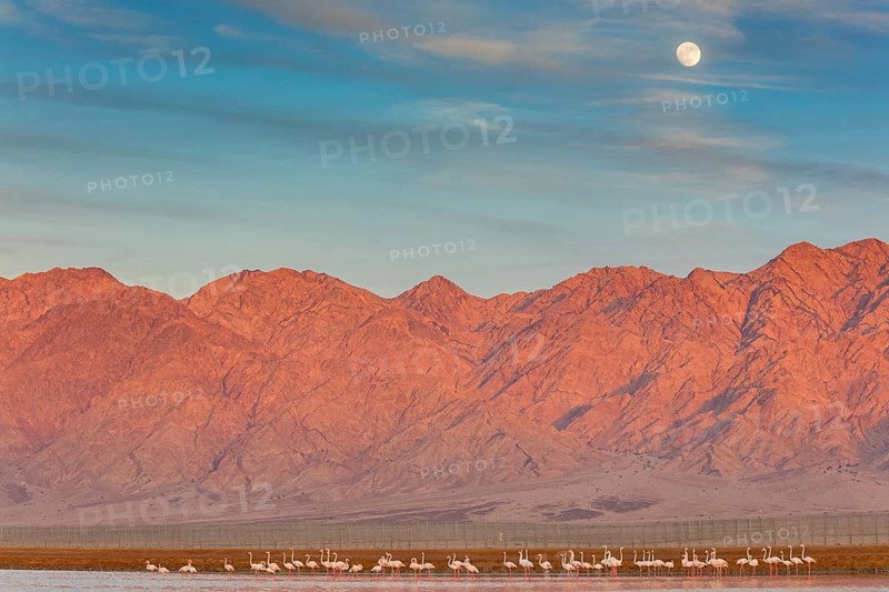 Rosaflamingo, Greater Flamingo, Phoenicopterus ruber, Phoenicopterus roseus, Flamant rose, Flamenco Común, Lachmöwe, Black-headed Gull, Common Black-headed Gull, Larus ridibundus, Mouette rieuse, Gaviota Reidora