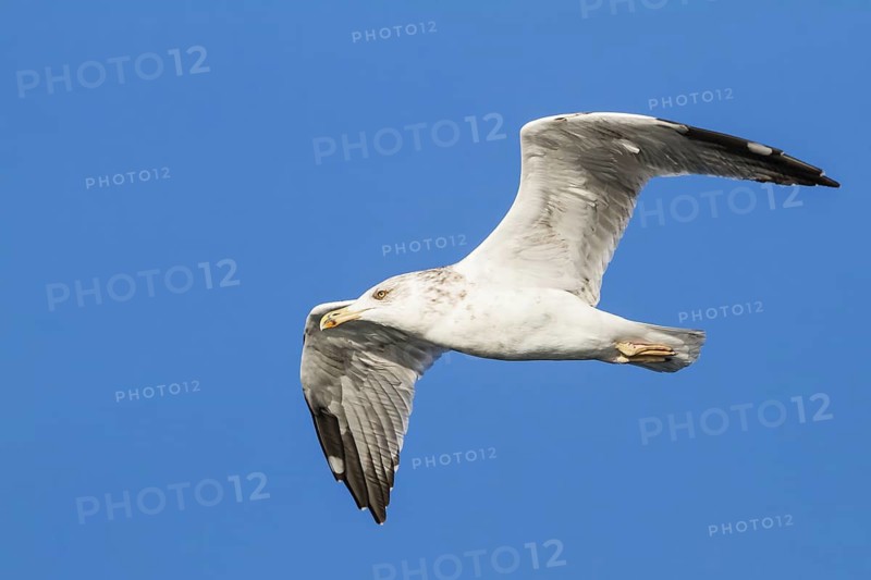 Yellow-legged Gull (Larus michahellis) flying, Bavaria, Germany