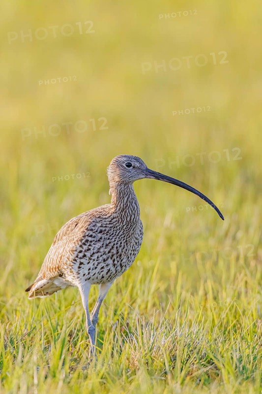 Großer Brachvogel, Numenius arquata Eurasian Curlew, Numenius arquata