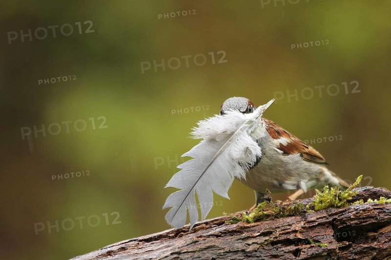 House Sparrow (Passer domesticus) male with feather in beak, Lower Saxony, Germany