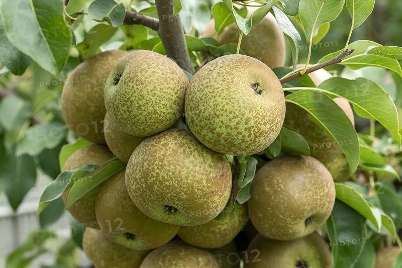 Pear (Pyrus communis 'Krämersheider Bergamotte'), Bundessorteamt, Germany