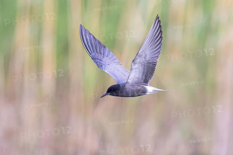Black Tern (Chlidonias niger) flying, North Rhine-Westphalia, Germany
