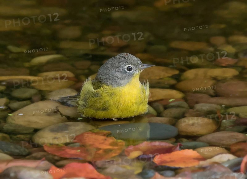 Nashville Warbler, Leiothlypis ruficapilla, bathing in a pond, in Saskatoon, Saskatchewan