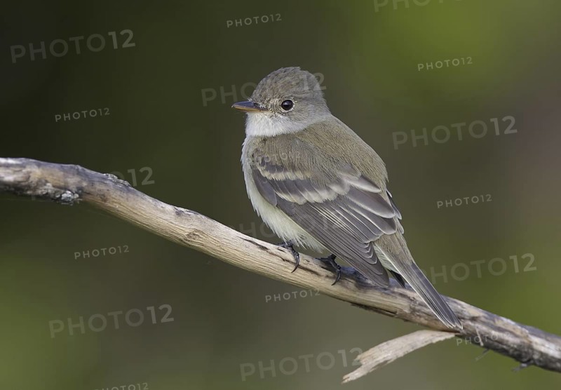 Willow Flycatcher (Empidonax traillii), North Dakota, USA
