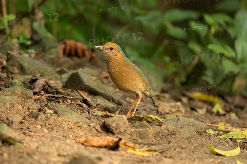 Blue-naped Pitta (Hydrornis nipalensis), Yunnan, China