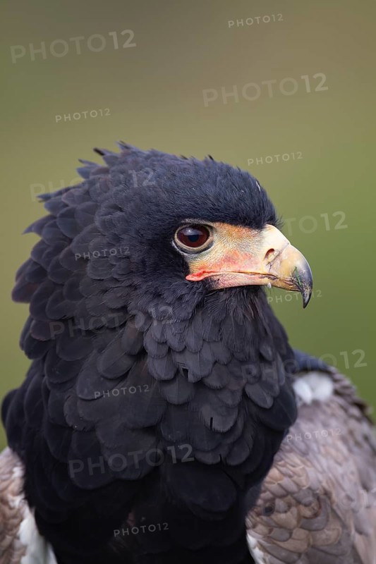 Bateleur eagle (Terathopius ecaudatus) adult bird of prey head portrait, England, United Kingdom - Captive