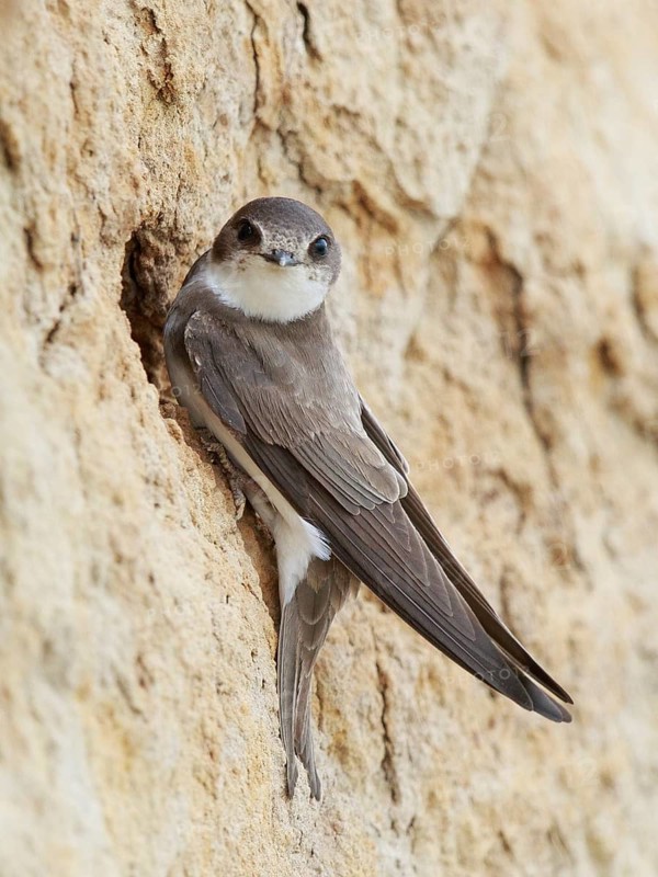 Sand Martin (Riparia riparia), North Rhine-Westphalia, Germany