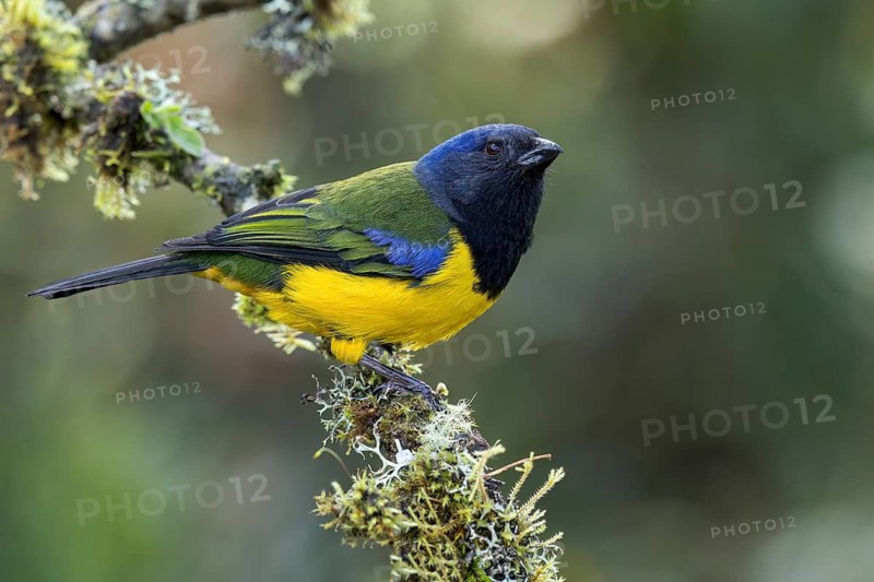 Black-chested Mountain-Tanager (Buthraupis eximia) perched on a branch in the Andes Mountains in Ecuador