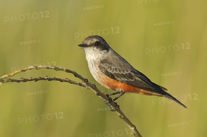 Vermilion Flycatcher (Pyrocephalus rubinus), Arizona, USA