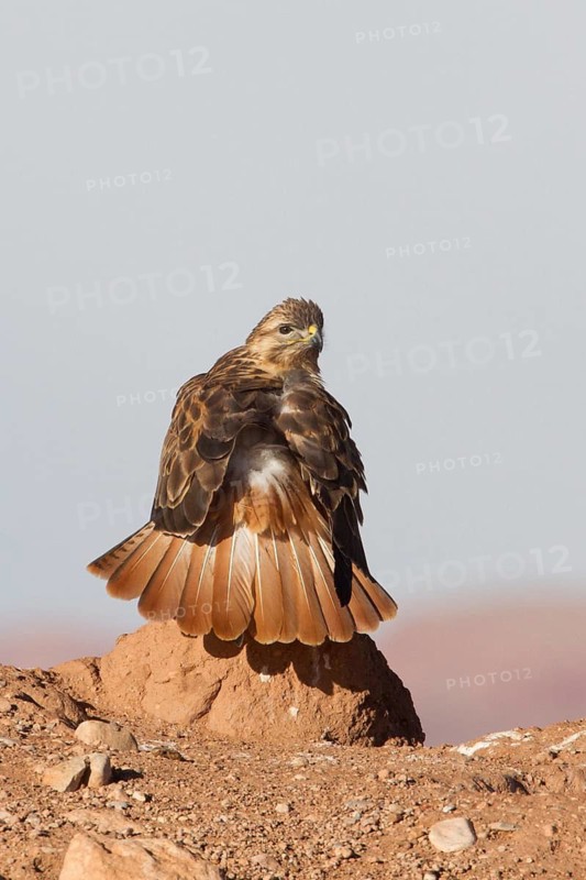 Long-legged Buzzard (Buteo rufinus cirtensis), Morocco