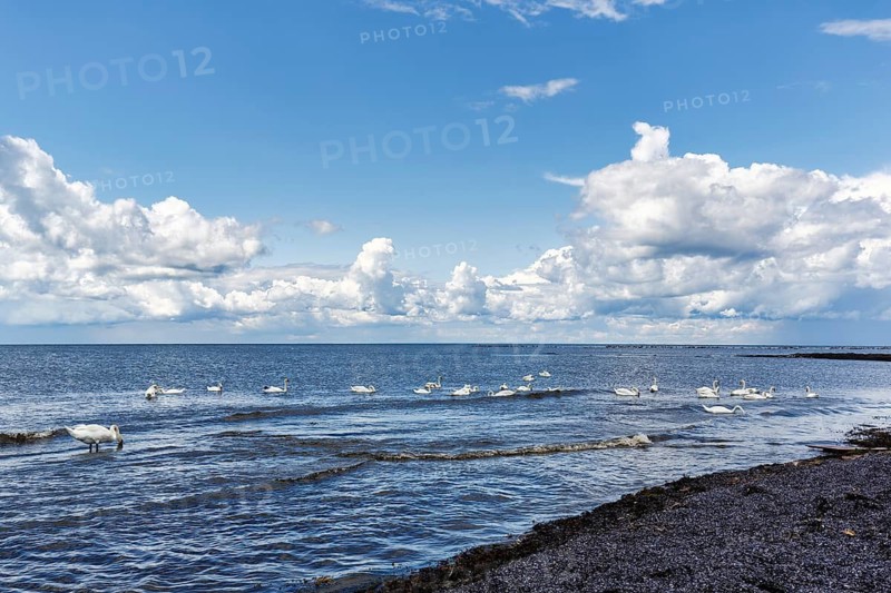 Höcker swans swim and stand in shallow water, calm seascape with gentle waves, cumulus in summer, Ottenby nature reserve, UNESCO World Heritage Site, Öland island, Kalmar län, Sweden