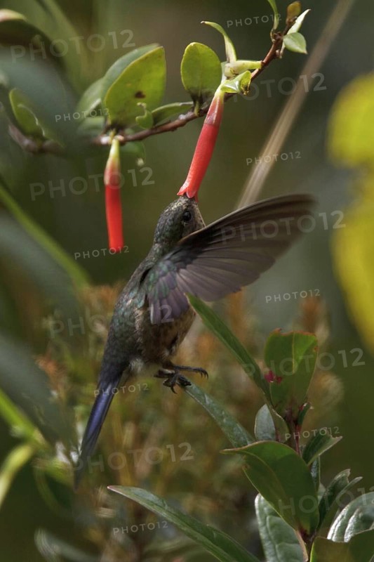 Royal Sunangel (Heliangelus regalis), Abra Patricia Protected Area, Peru