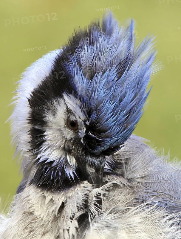 Blue Jay (Cyanocitta cristata), Saskatchewan, Canada