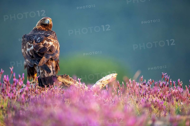 Golden Eagle (Aquila chrysaetos) amongst flowers, Madrid, Spain