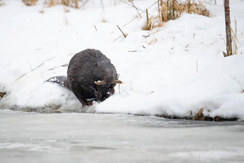 European beaver (Castor fibre), beaver with gnawed branch in winter, Tyrol, Austria