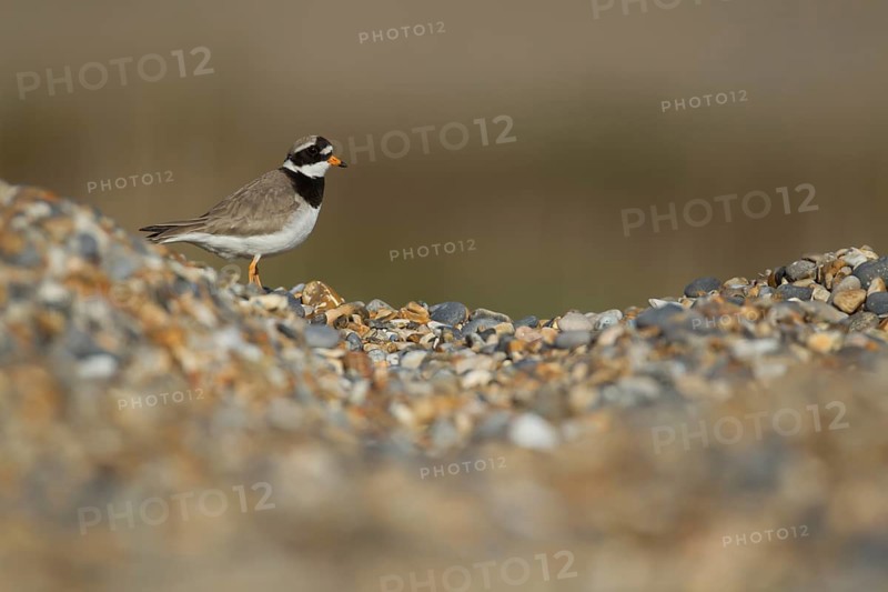 Ringed plover (Charadrius hiaticula) adult wading bird on a shingle beach, Suffolk, England, United Kingdom
