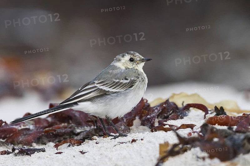 White Wagtail (Motacilla alba), Schleswig-Holstein, Germany