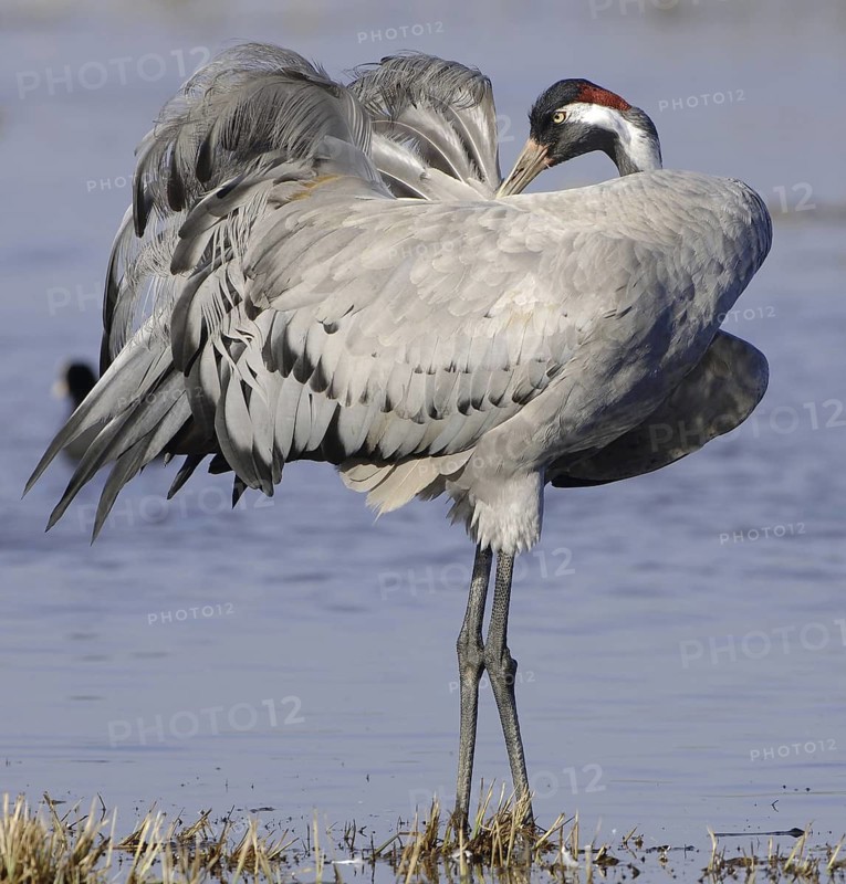 Common Crane (Grus grus), Vaestergoetland, Sweden