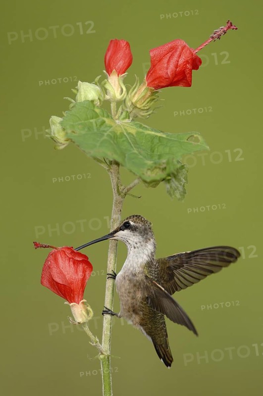 Black-chinned Hummingbird (Archilochus alexandri), Texas, USA