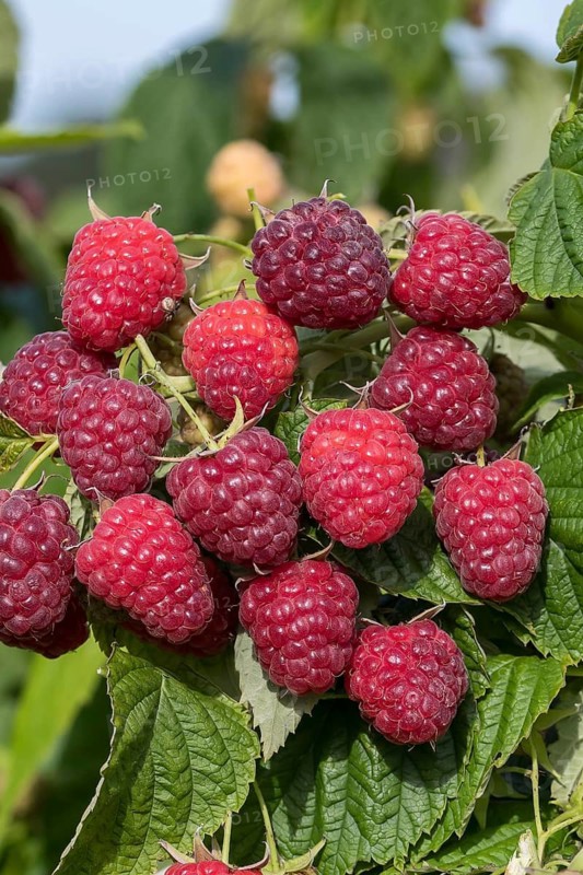 Autumn raspberry (Rubus idaeus 'Little Sweet Sister'), BS Sämann, Germany