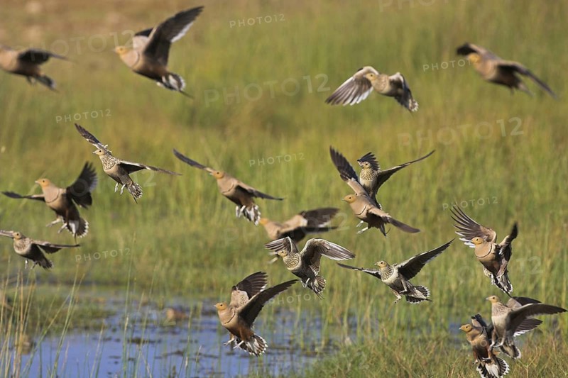 Chestnut-bellied Sandgrouse (Pterocles exustus), Oman