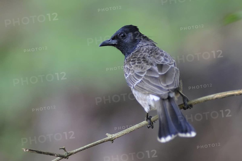 Red-vented Bulbul (Pycnonotus cafer), Sri Lanka