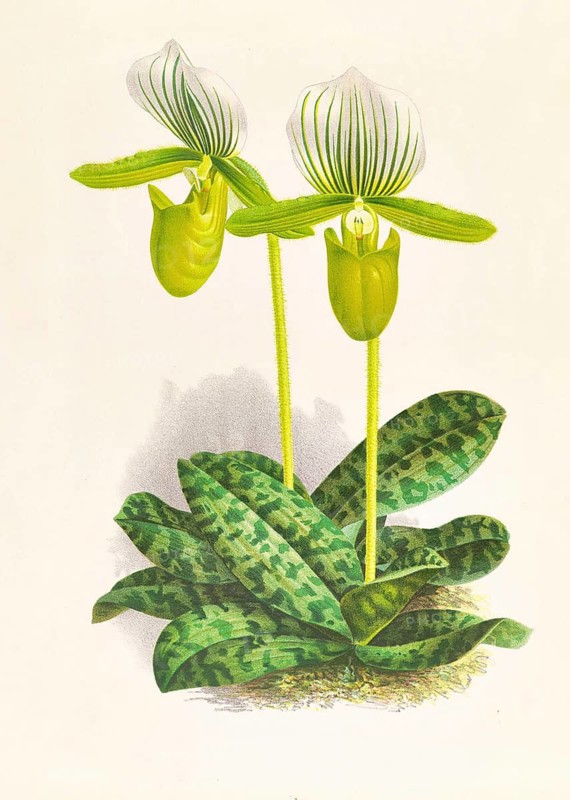 Orchid, Cypripedium lawrenceanum var hyeanum, authentic reproduction of an illustration by Jean Jules Linden (1817 - 1898), Luxembourgish-Belgian botanist, one of the fathers of orchid research, Historical