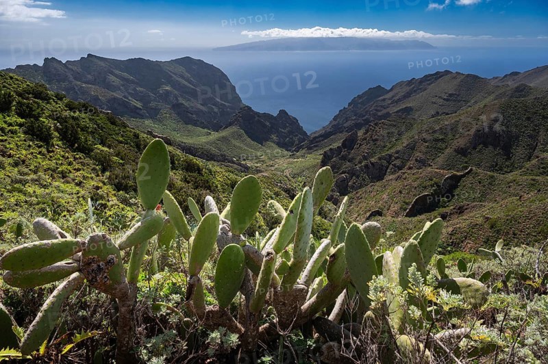 Cacti and Masca Gorge in the distance the island of La Gomera, Tenerife