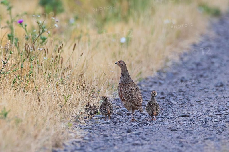 Grey partridge (Perdix perdix) female with three young birds on a field path made of gravel stones next to a flowering flower strip at the edge of a field in summer, Hesse, Germany
