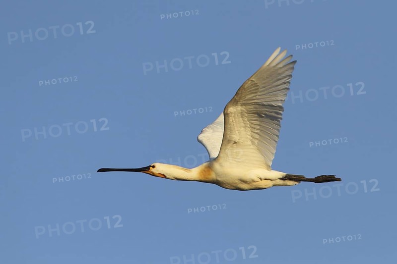 Eurasian Spoonbill (Platalea leucorodia) flying, Texel, Netherlands
